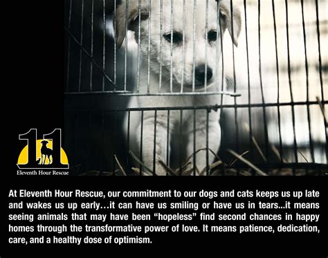 Eleventh hour rescue - Eleventh Hour Rescue is a fully registered 501C(3), nonprofit, 100% no-kill, volunteer based organization dedicated to saving the lives of innocent dogs and cats on death row. Many of them are rescued at their Eleventh Hour - when they are scheduled to be put to death by other shelters that can no longer care for them.